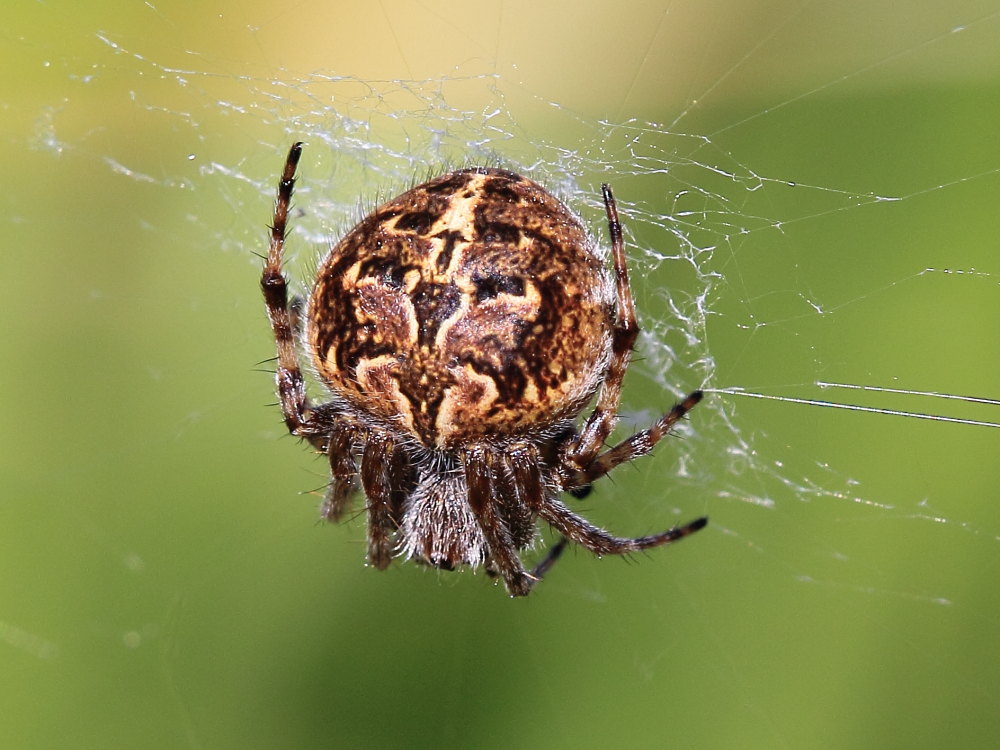 Agalenatea redii  - Monte Conero (AN)