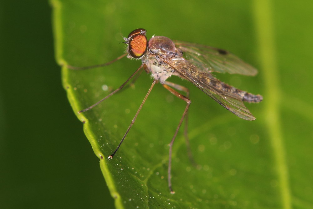 Rhagionidae ? Si, Chrysopilus asiliformis maschio