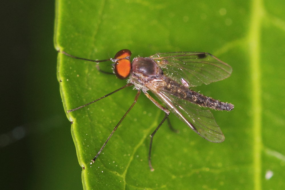 Rhagionidae ? Si, Chrysopilus asiliformis maschio