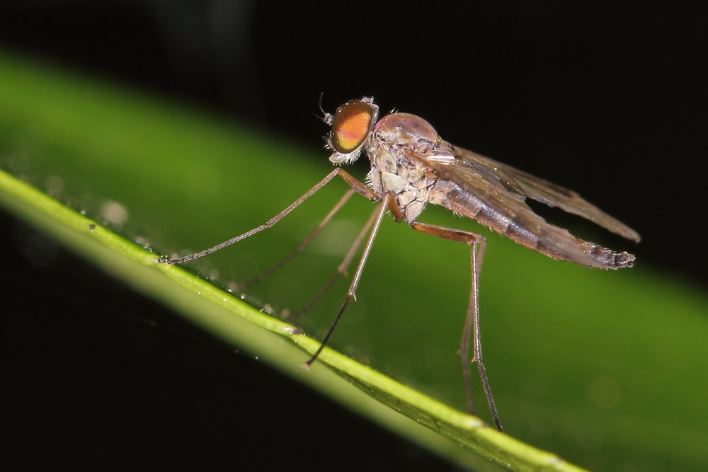 Rhagionidae ? Si, Chrysopilus asiliformis maschio