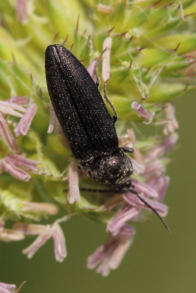 Cidnopus sp., Elateridae