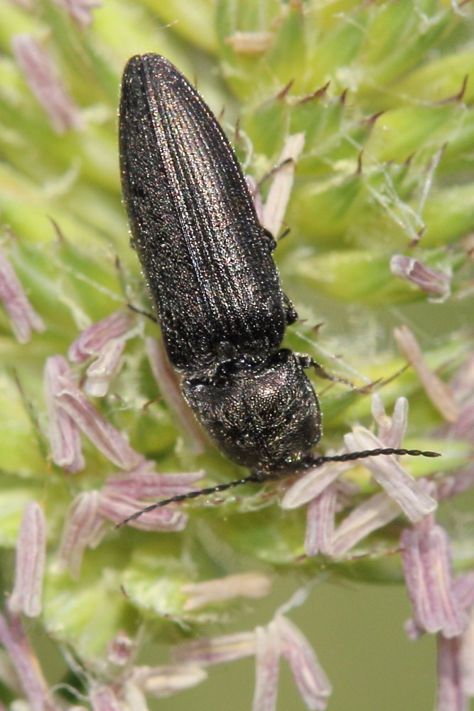 Cidnopus sp., Elateridae