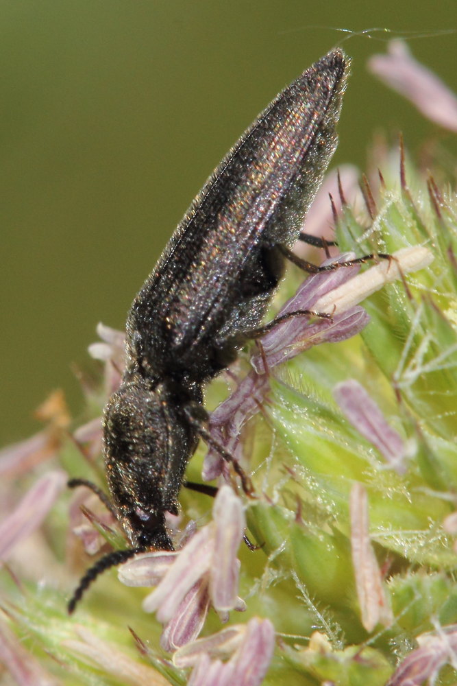 Cidnopus sp., Elateridae