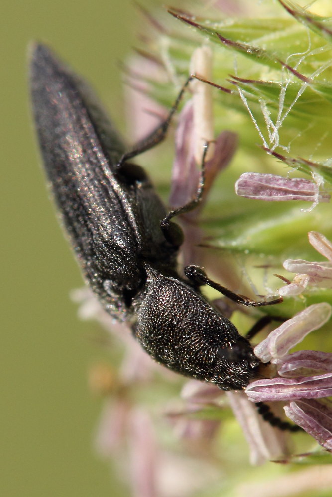 Cidnopus sp., Elateridae