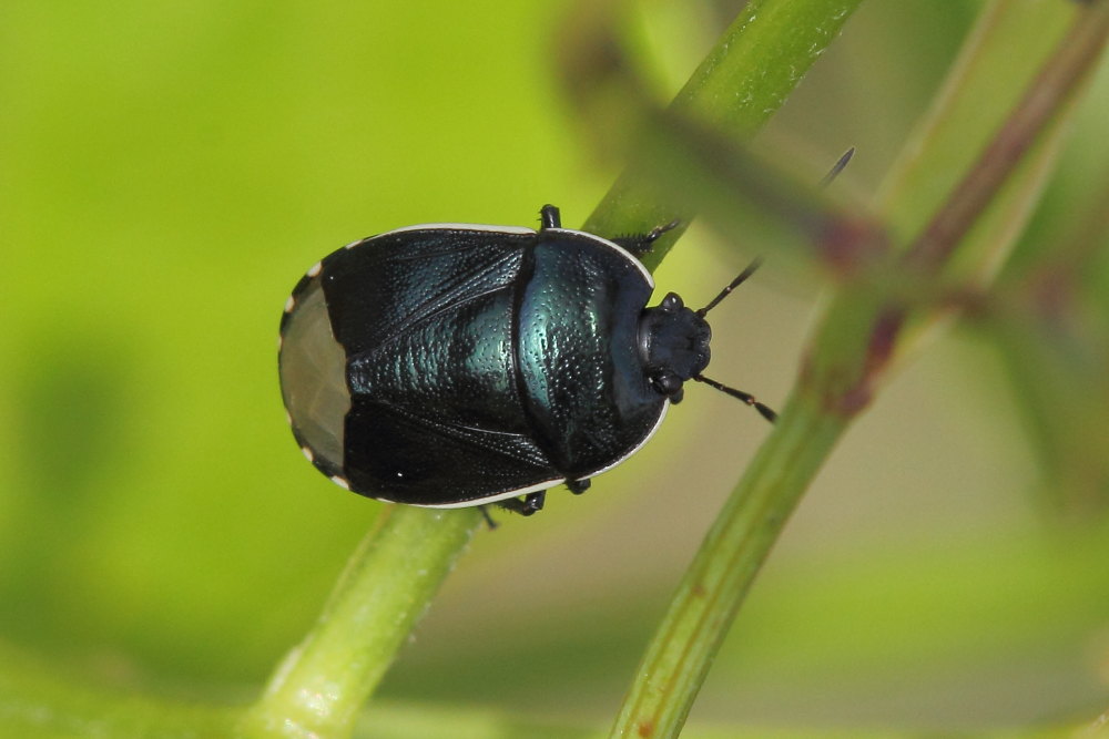 Canthophorus dubius (Cydnidae) e Zicrona caerulea (Pentatomidae)