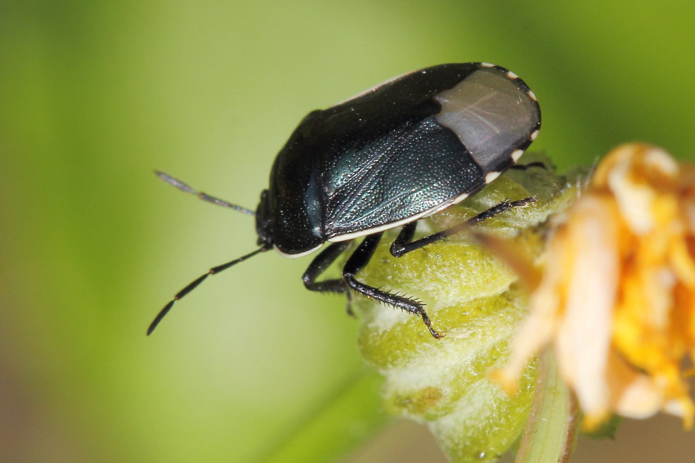 Canthophorus dubius (Cydnidae) e Zicrona caerulea (Pentatomidae)