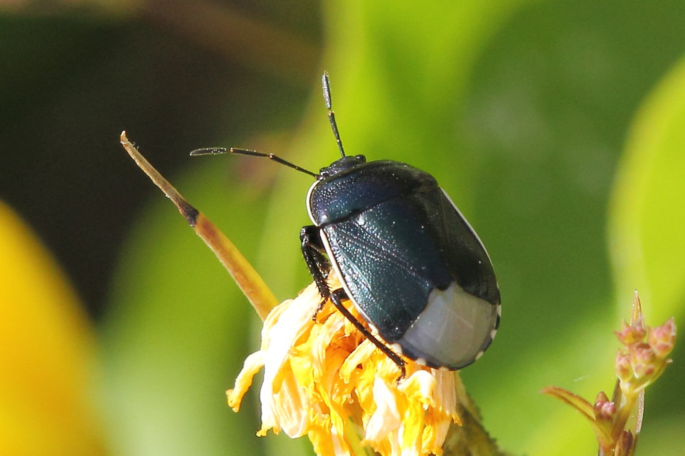 Canthophorus dubius (Cydnidae) e Zicrona caerulea (Pentatomidae)