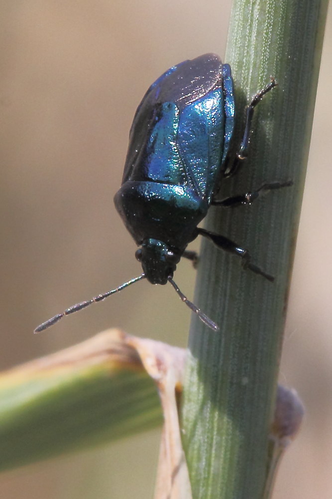 Canthophorus dubius (Cydnidae) e Zicrona caerulea (Pentatomidae)