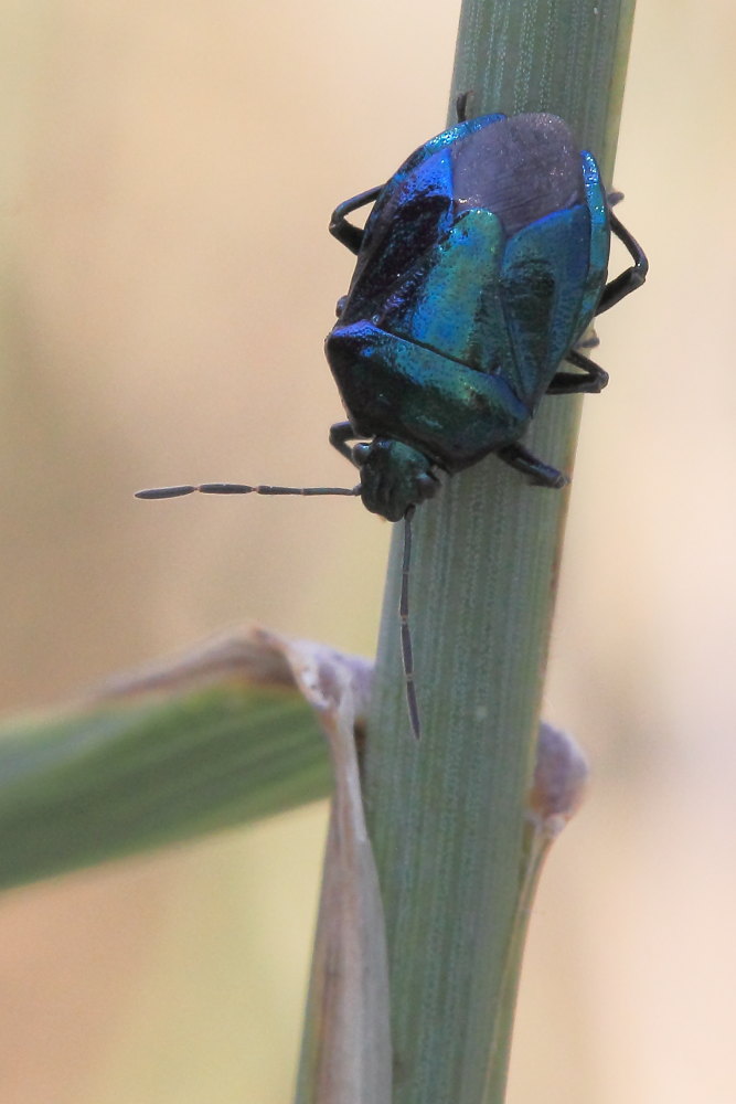 Canthophorus dubius (Cydnidae) e Zicrona caerulea (Pentatomidae)