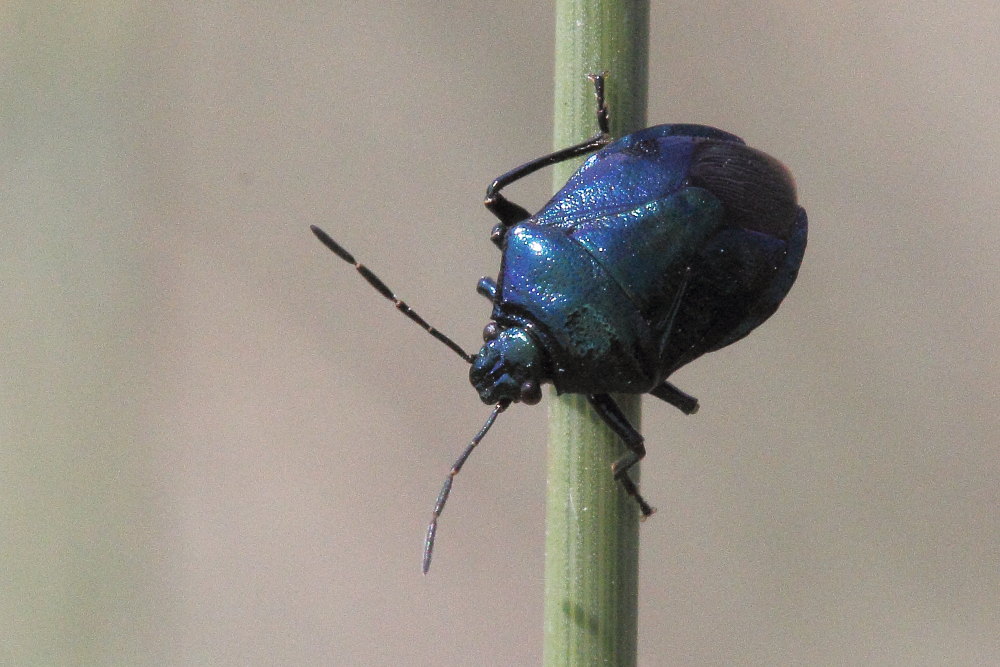 Canthophorus dubius (Cydnidae) e Zicrona caerulea (Pentatomidae)