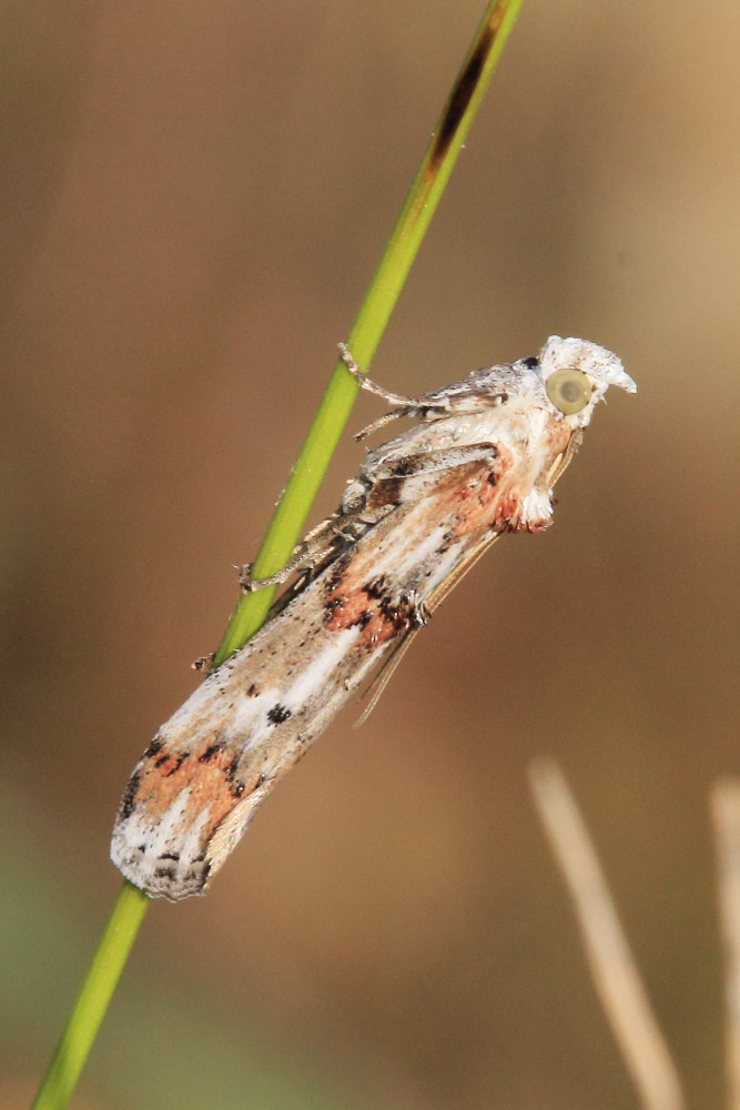 Pempelia alpigenella (Pyralidae)