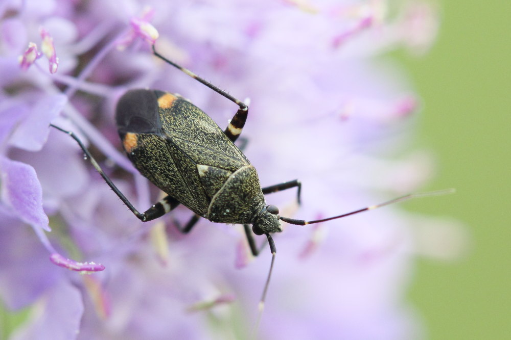 Miridae: Closterotomus cinctipes delle Marche (MC)