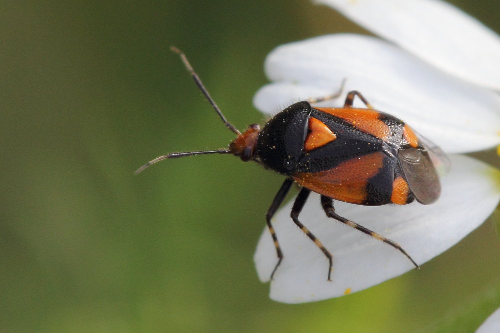 Miridae: Deraeocoris schach delle Marche (MC)