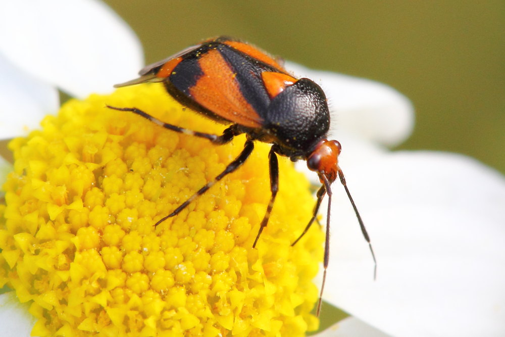 Miridae: Deraeocoris schach delle Marche (MC)