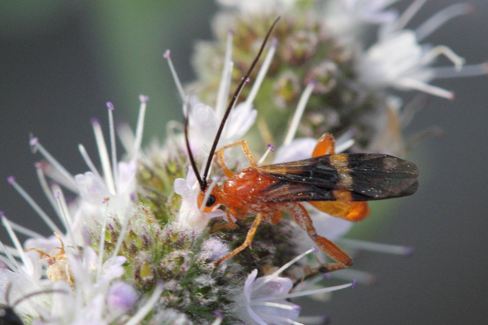 Braconidae, Agathidinae