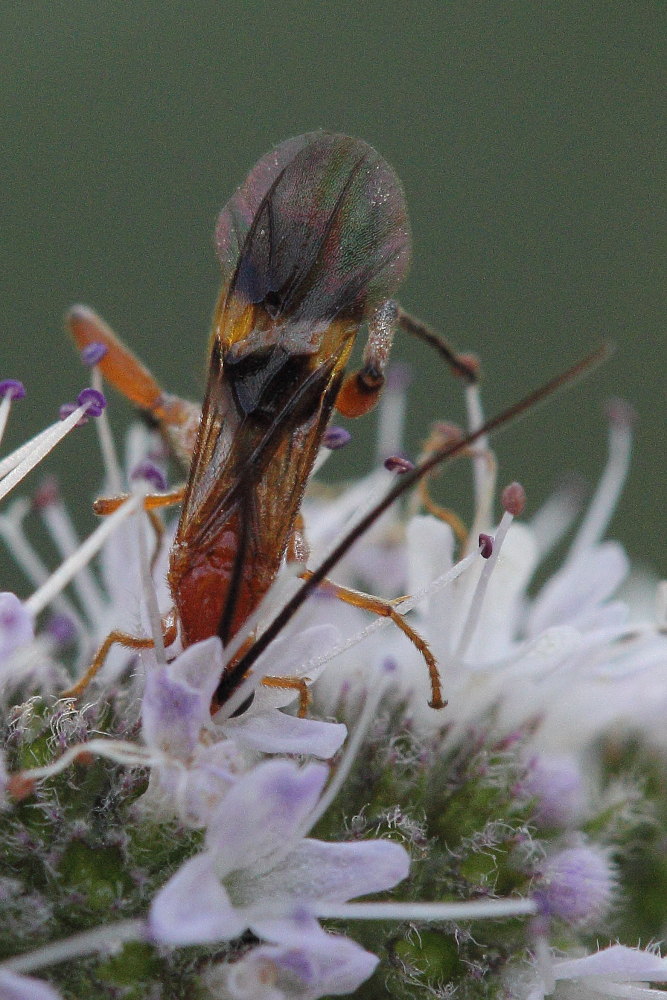 Braconidae, Agathidinae
