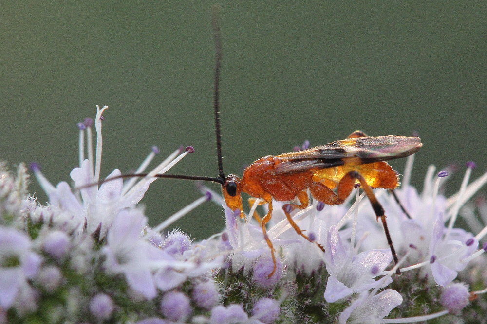 Braconidae, Agathidinae