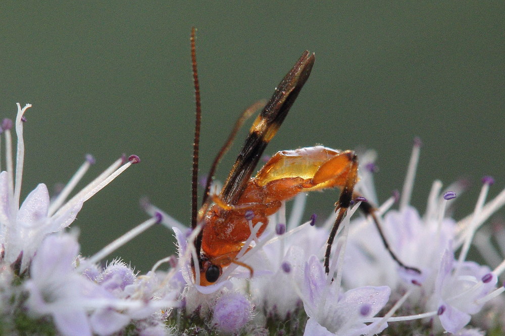 Braconidae, Agathidinae