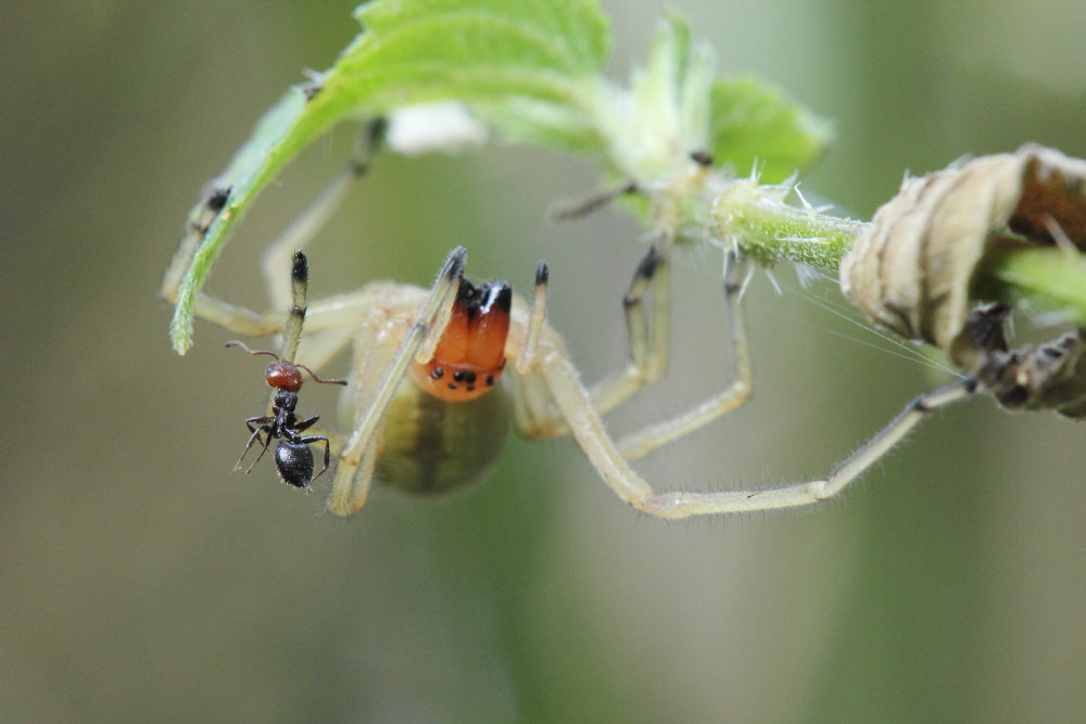 La tenacia delle Crematogaster scutellaris