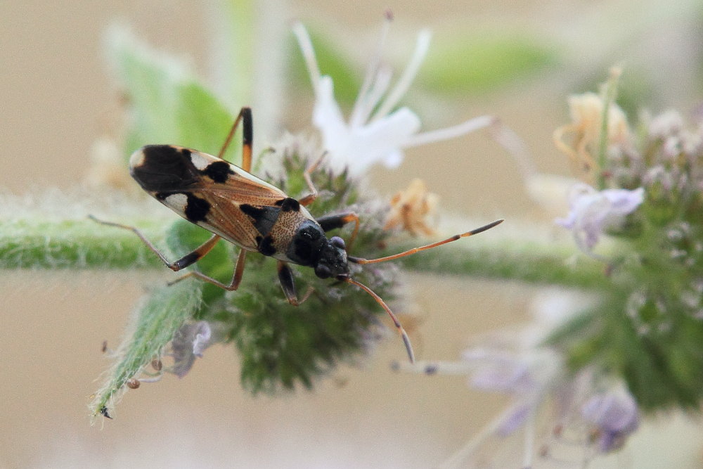 Il kick boxing del Beosus quadripunctatus