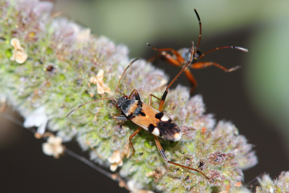 Il kick boxing del Beosus quadripunctatus