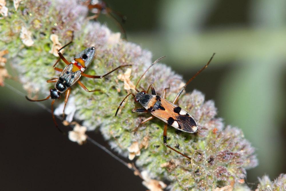 Il kick boxing del Beosus quadripunctatus