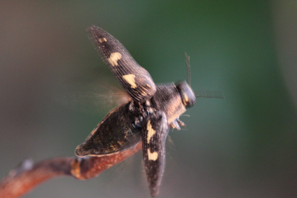 Buprestis novemmaculata? S.