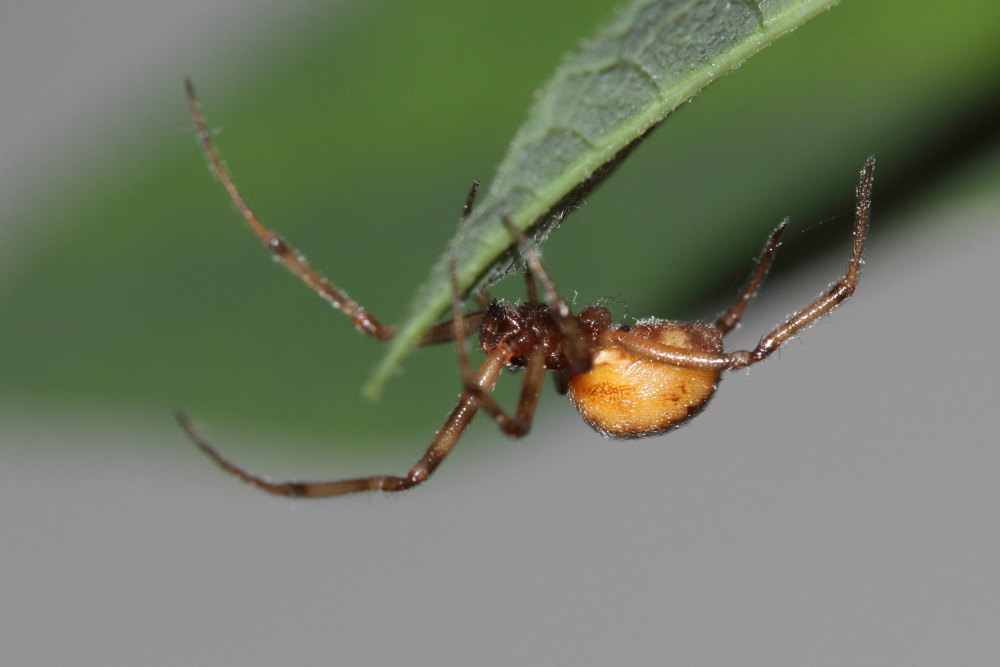 Steatoda triangulosa - Agugliano (AN)