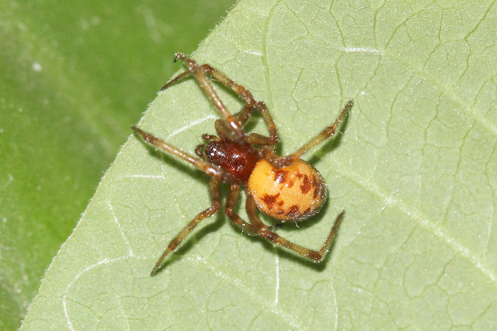 Steatoda triangulosa - Agugliano (AN)