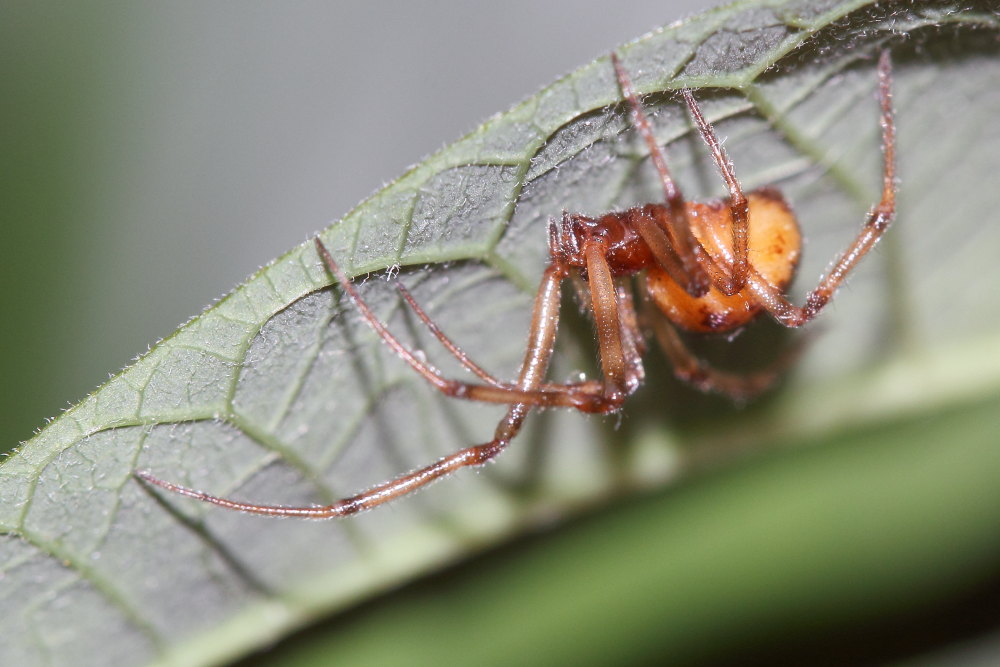 Steatoda triangulosa - Agugliano (AN)