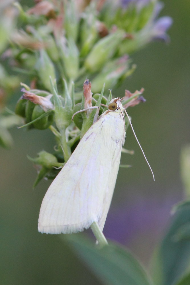 Da identificare - Sitochroa palealis