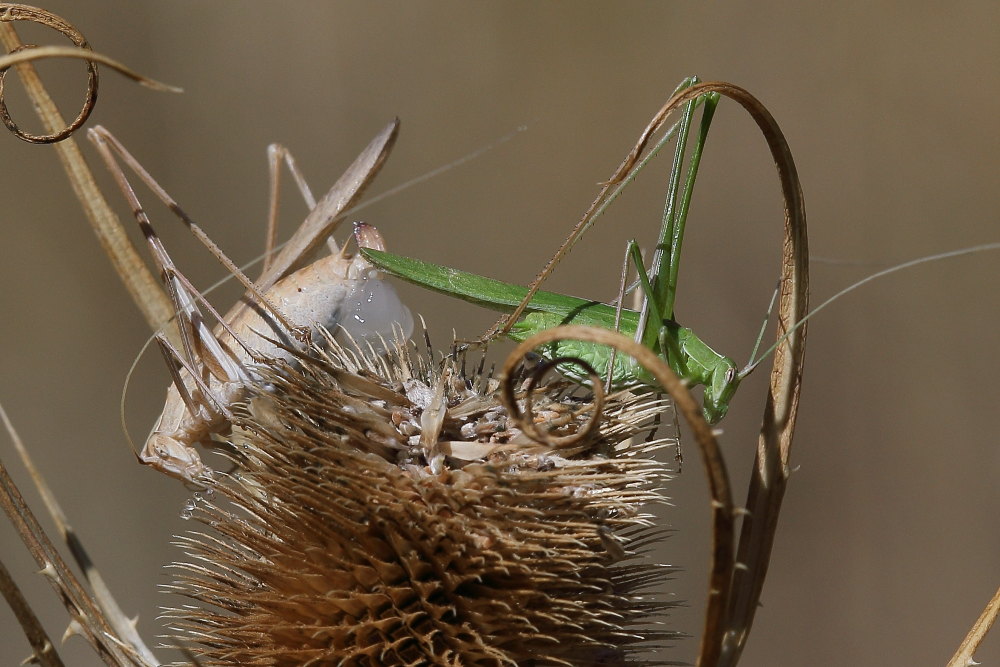 Tylopsis lilifolia - coppia