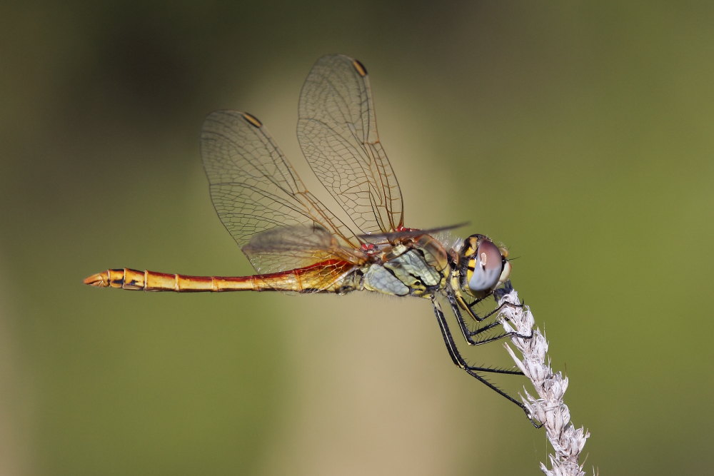 Sympetrum fonscolombii? - Si