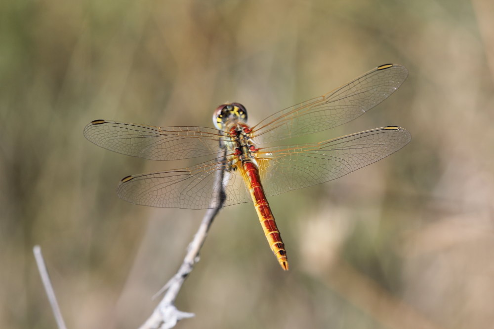 Sympetrum fonscolombii? - Si