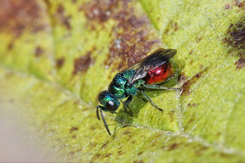 Chrysididae da identificare: Philoctetes punctulatus