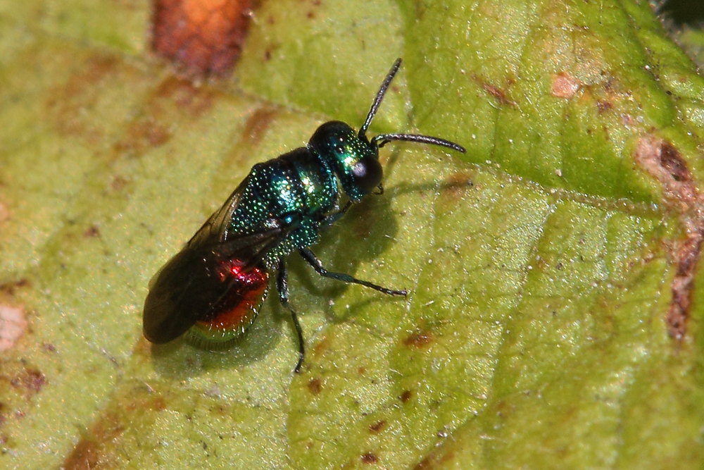 Chrysididae da identificare: Philoctetes punctulatus