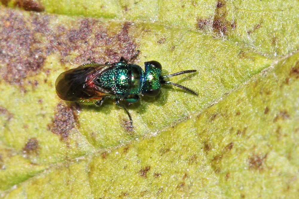 Chrysididae da identificare: Philoctetes punctulatus