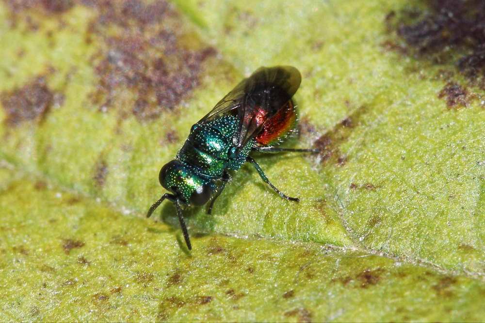 Chrysididae da identificare: Philoctetes punctulatus