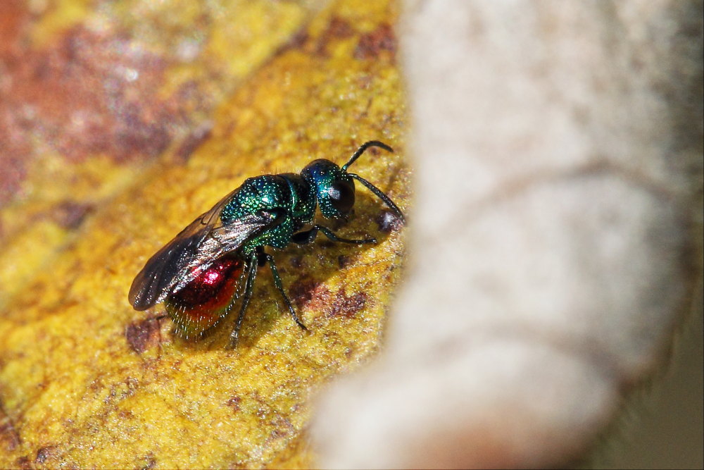 Chrysididae da identificare: Philoctetes punctulatus