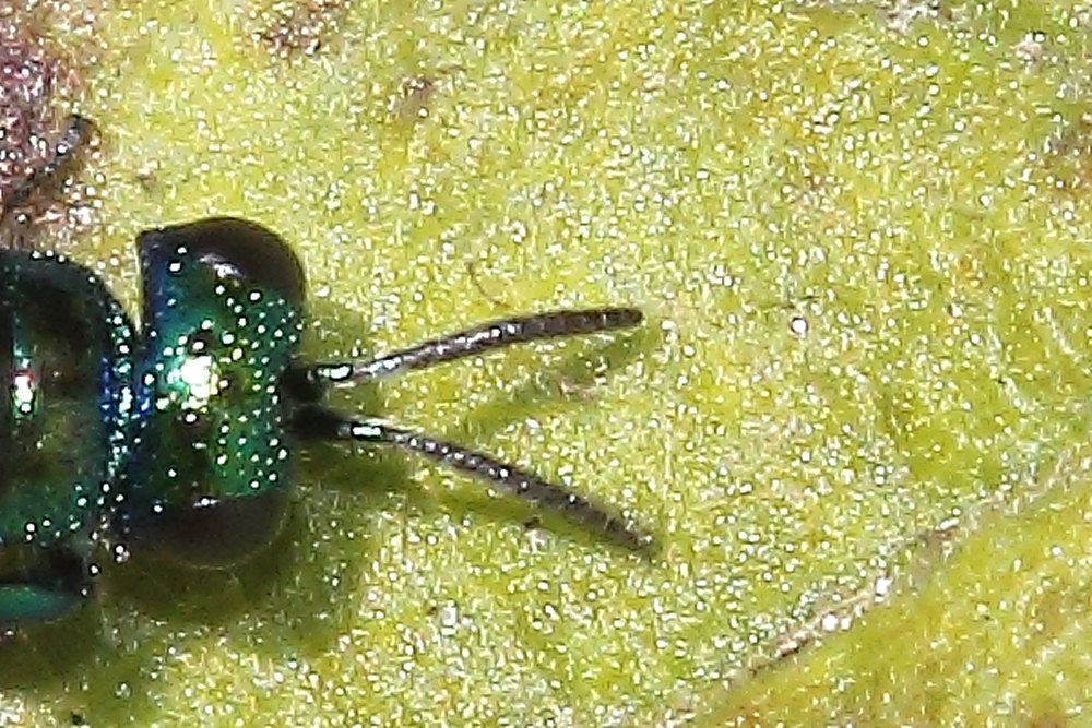 Chrysididae da identificare: Philoctetes punctulatus