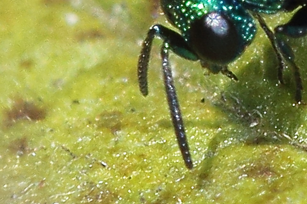 Chrysididae da identificare: Philoctetes punctulatus