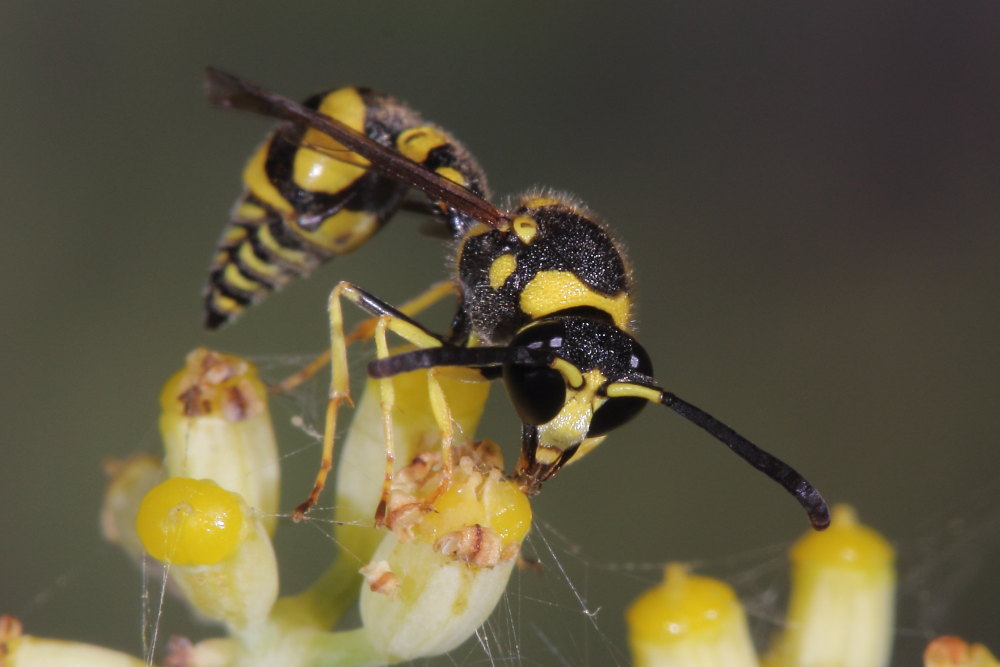 Vespidae Eumeninae: Eumenes cfr. mediterraneus, E. cfr. papillarius, E. sp.