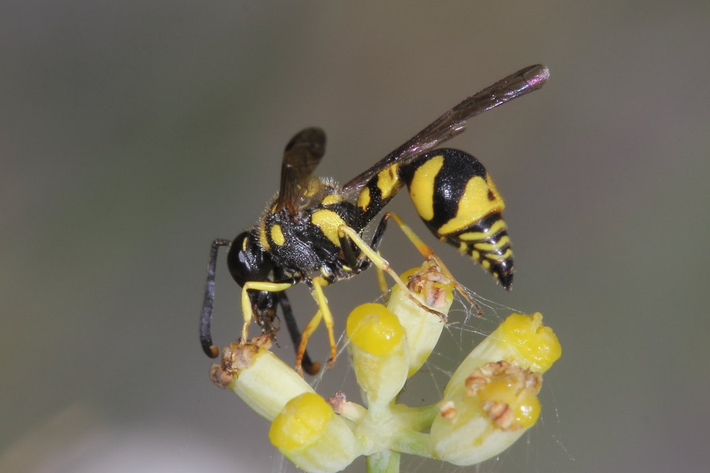 Vespidae Eumeninae: Eumenes cfr. mediterraneus, E. cfr. papillarius, E. sp.