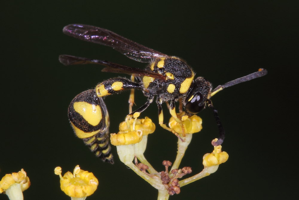 Vespidae Eumeninae: Eumenes cfr. mediterraneus, E. cfr. papillarius, E. sp.