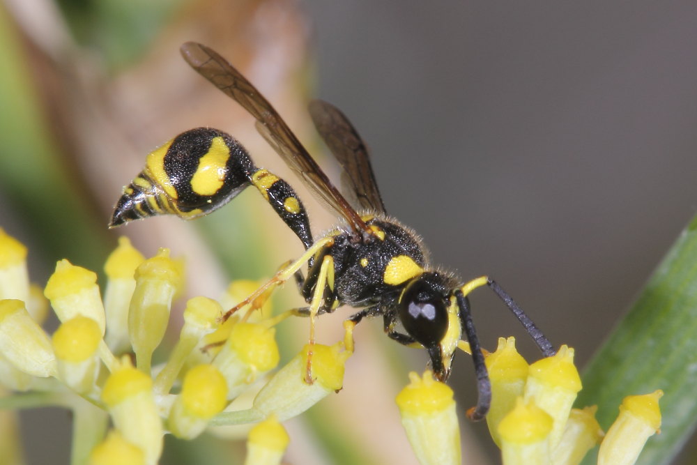 Vespidae Eumeninae: Eumenes cfr. mediterraneus, E. cfr. papillarius, E. sp.