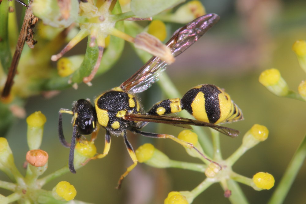 Vespidae Eumeninae: Eumenes cfr. mediterraneus, E. cfr. papillarius, E. sp.