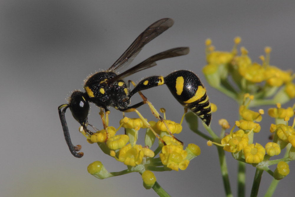 Vespidae Eumeninae: Eumenes cfr. mediterraneus, E. cfr. papillarius, E. sp.