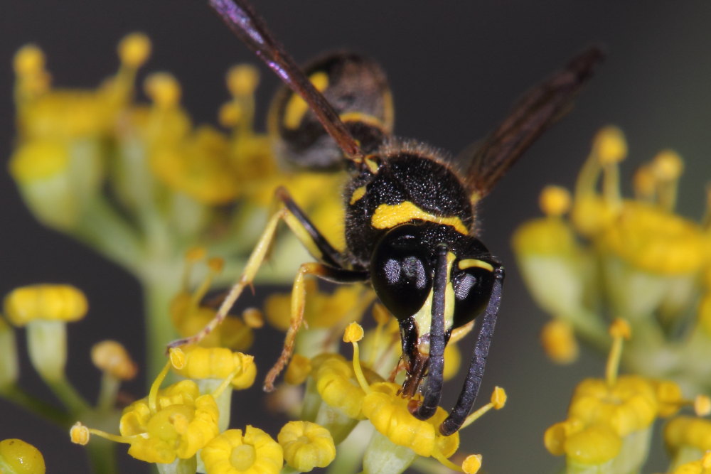 Vespidae Eumeninae: Eumenes cfr. mediterraneus, E. cfr. papillarius, E. sp.