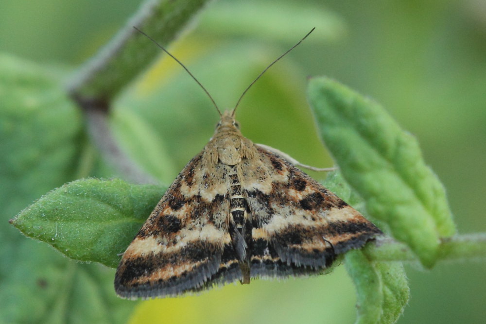 Da identificare - Pyrausta despicata