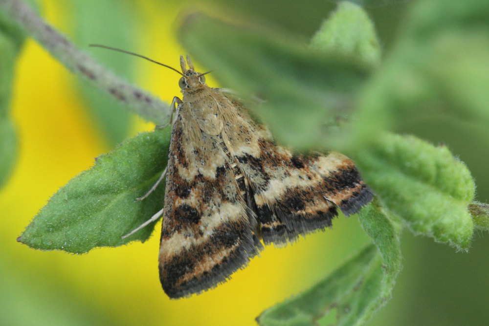 Da identificare - Pyrausta despicata